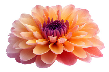 A vibrant and delicate flower in shades of orange and purple, showcasing its intricate petals.