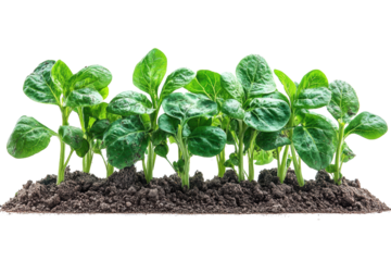 Fresh green seedlings sprouting from rich soil, symbolizing growth and new beginnings.