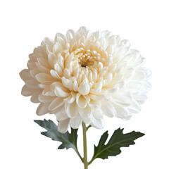 A Chrysanthemum png floral chrysanthemum png autumn flower png ornamental chrysanthemum png elegant bloom png garden chrysanthemum png transparent background image