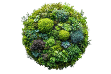 Lush green moss and succulent arrangement on a circular base, perfect for nature-themed designs.