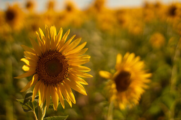 Fotografia de um campo de girassóis durante a primavera no interior do Piauí