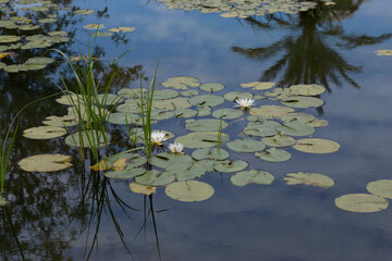 Water lilies bloomed on the pond in spring
