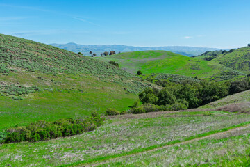 Obraz premium Rolling green hills with sparse shrubs and trees dominate the landscape, framed by distant mountain ranges under a clear blue sky, within Santa Teresa County Park