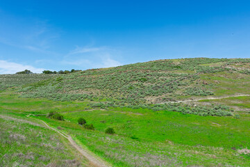 Fototapeta premium Rolling hills covered with green grass and shrubs stretch across the landscape, with a dirt trail winding through the foreground, set under a clear blue sky in Santa Teresa County Park