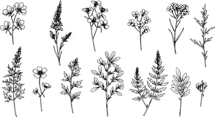 Fototapeta premium Hand drawn flowers, floral plants. Ornament leaves and branch decor elements, line nature decoration, garden herbs stem and meadow petals. Black floral elegant outline doodles vector set