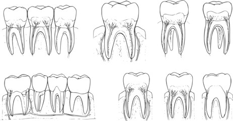 Teeth sketch. Hand drawn different types of human tooth collection. Dentist graphic template. Engraving fangs and molars. Dental oral care. Toothache treatment. Vector stomatology set
