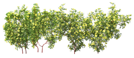 3D Render Ivy Plant on Transparent Background

