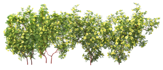3D Render Ivy Plant on Transparent Background

