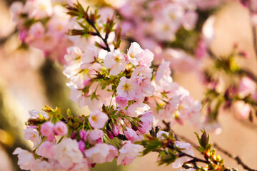 Obraz premium 世界遺産の吉野山の千本桜