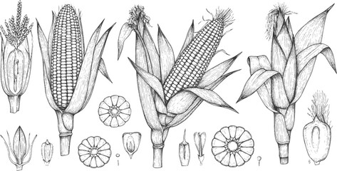 Corn plants. Maize stalk field, vintage outline food sketch with line leaf, retro black and white farm agriculture. Ripe cobs, stalk with leaves, flowers. Vector drawing isolated illustration 