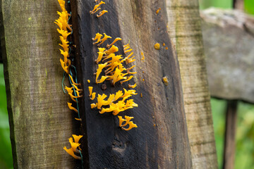 Vibrant yellow Dacryomyces fungi bloom on aged wooden fence, highlighting natural decomposition
