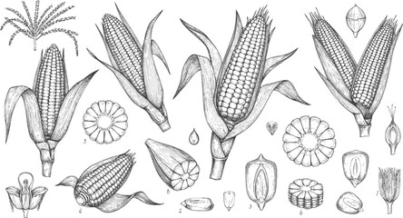 Corn plants. Maize stalk field, vintage outline food sketch with line leaf, retro black and white farm agriculture. Ripe cobs, stalk with leaves, flowers. Vector drawing isolated illustration 