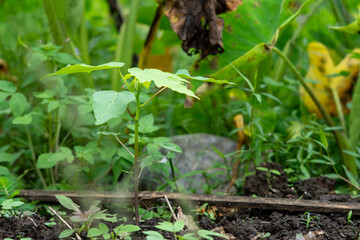 Young Cotton Sprout Emerges, Vibrant Green Leaves Against Rich Soil