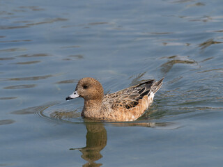 川で泳ぐ雌のヒドリガモ
