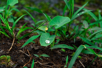 Delicate dewdrop glistens on heart-shaped taro leaf amid verdant garden growth.