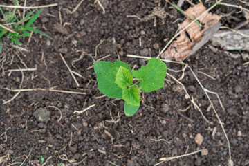 Fragile young plant emerges from fertile earth, symbolizing new beginnings and growth