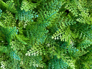 Close up of green ferns, or fern leaves. Also called polypodiophyta or fronds, a type of flowering plant used for garden decoration, shrubs, and vertical garden. Famous leaves worldwide.