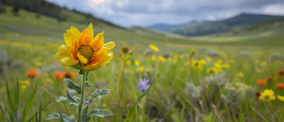 Fototapeta premium A yellow flower is in a field of grass