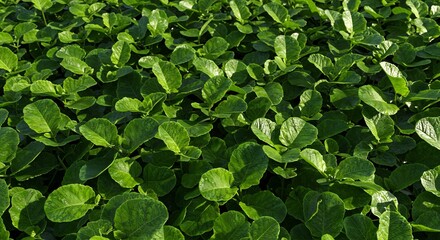 緑葉の絨毯 鮮やかで輝く緑 生命力溢れる自然