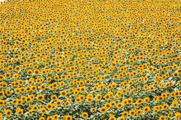 Golden Sunflower Field in Full Bloom, Hiroshima, Japan