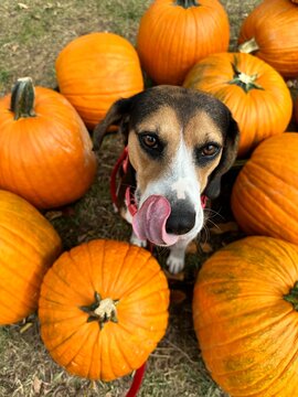 pumpkins and gourds