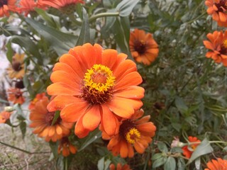 beautiful sunflowers blooming in the garden