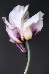 A pink flower, A blurry pastel toned photo of a swirling flower, white, pink and pastel yellow tulip flower with a long stem