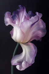 A pink flower, A blurry pastel toned photo of a swirling flower, white, pink and pastel yellow tulip flower with a long stem