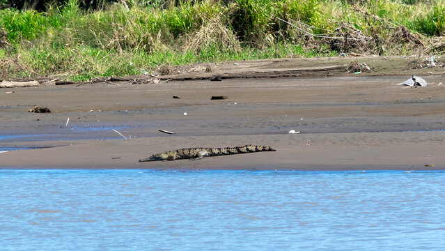 Crocodile resting on a mudflat at low tide on the Tarcoles River in Costa Rica.