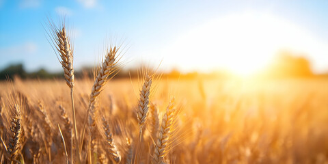 Fototapeta premium Golden Wheat Field Shines Under Bright Sunlight with Clear Blue Sky Depicting Bountiful Harvest with Ripened Grains Swaying Gently in Warm Summer Breeze and Lush Green Background on Sunny Day