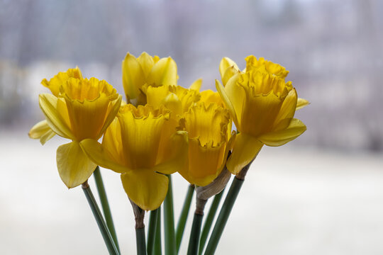 Macro view of a bunch of yellow daffodil blossoms on a window sill with defocused white snow landscape background