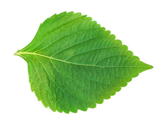 green and purple shiso leaf isolated on white background