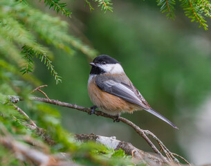 Obraz premium black capped chickadee bird standing on the tree branch