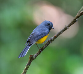 Slate-throated Whitestart on tree branch