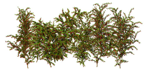 3D Render Ivy Plant on Transparent Background