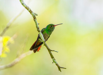 hummingbird standing on the branch