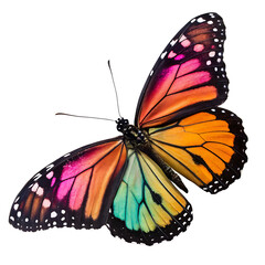 Butterfly isolated on transparent background