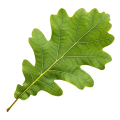 Naklejka premium Oak leaf isolated on transparent background
