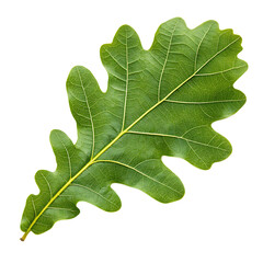 Naklejka premium Oak leaf isolated on transparent background