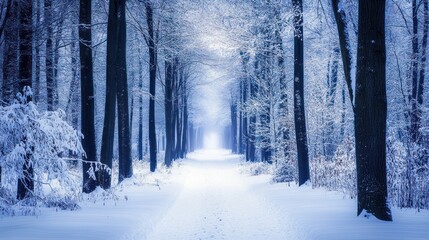 Enchanting Winter Wonderland Aisle: A Snowy Path Through the Forest