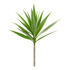 Fototapeta premium Green Tropical Plant with Long Lean Leaves