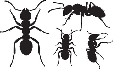 Velvet Ant Silhouette