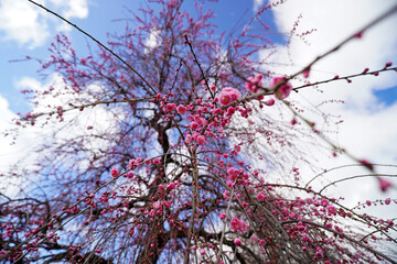 青空に映える紅梅