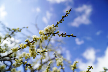 春の青空の下のもうすぐ花開く梅の蕾