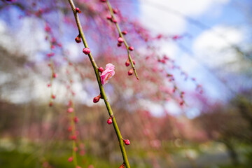 早春の枝垂れ梅の花と蕾たち