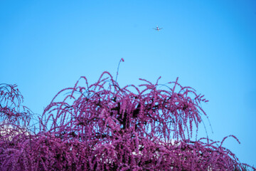 青空と梅の花と飛行機