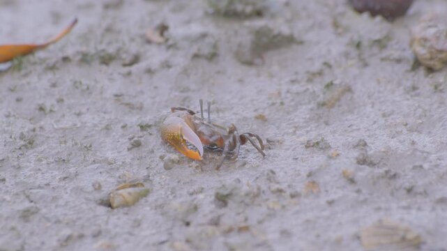 シオマネキFiddler crab