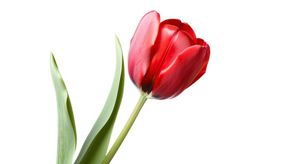 Vibrant Tulip: A single, radiant red tulip, captured in exquisite detail, stands tall against the background, its velvety petals exuding a sense of freshness and vitality.