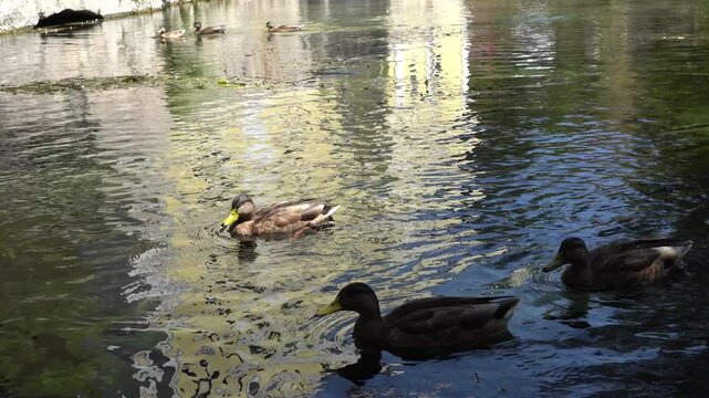 Several ducks on a water surface with some floating vegetation. The water moves due to the birds' motion.