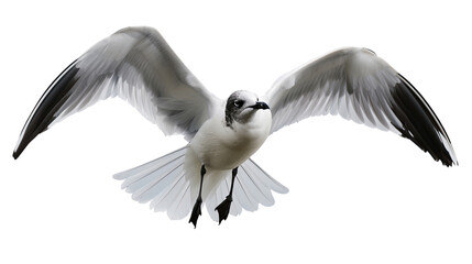 Obraz premium Soaring Seagull: A striking image captures a seagull in mid-flight, wings fully outstretched against a bright sky.